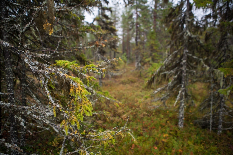 La foresta di Dvinsky, un ecosistema in grado di accumulare le maggiori quantità di carbonio nel pianeta, più di quelle tropicali, grazie anche al permafrost e alle torbiere. Foto via Greenpeace.