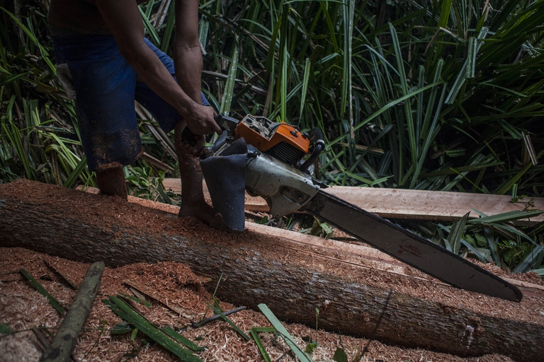 Operaio durante l'abbattimento di alberi in Indonesia