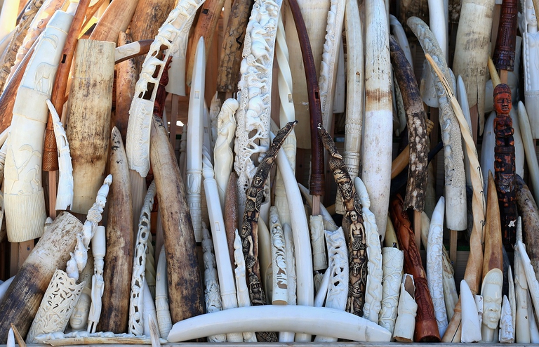 Avorio confiscato prima di essere distrutto