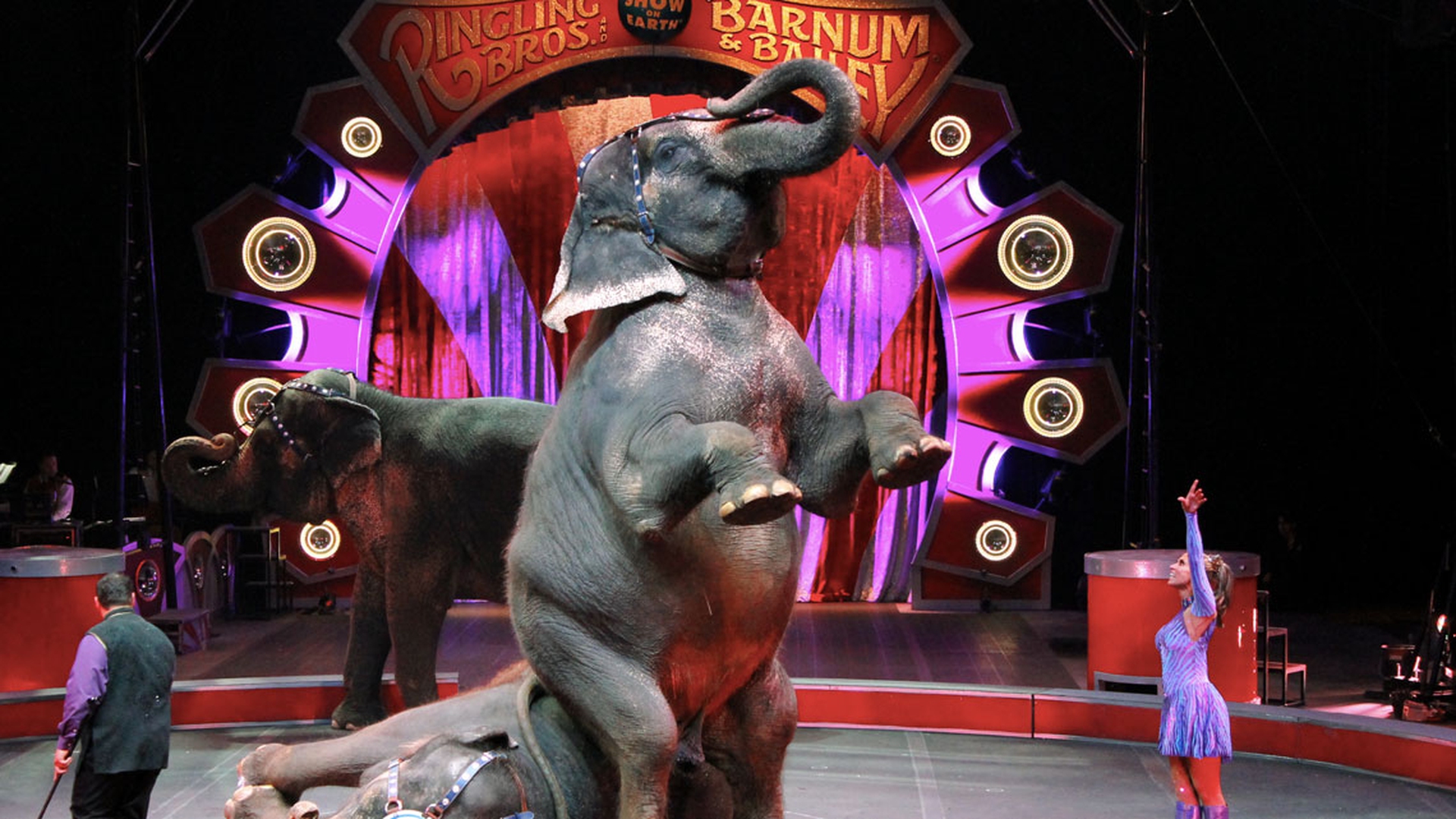 barnum-elefanti-2