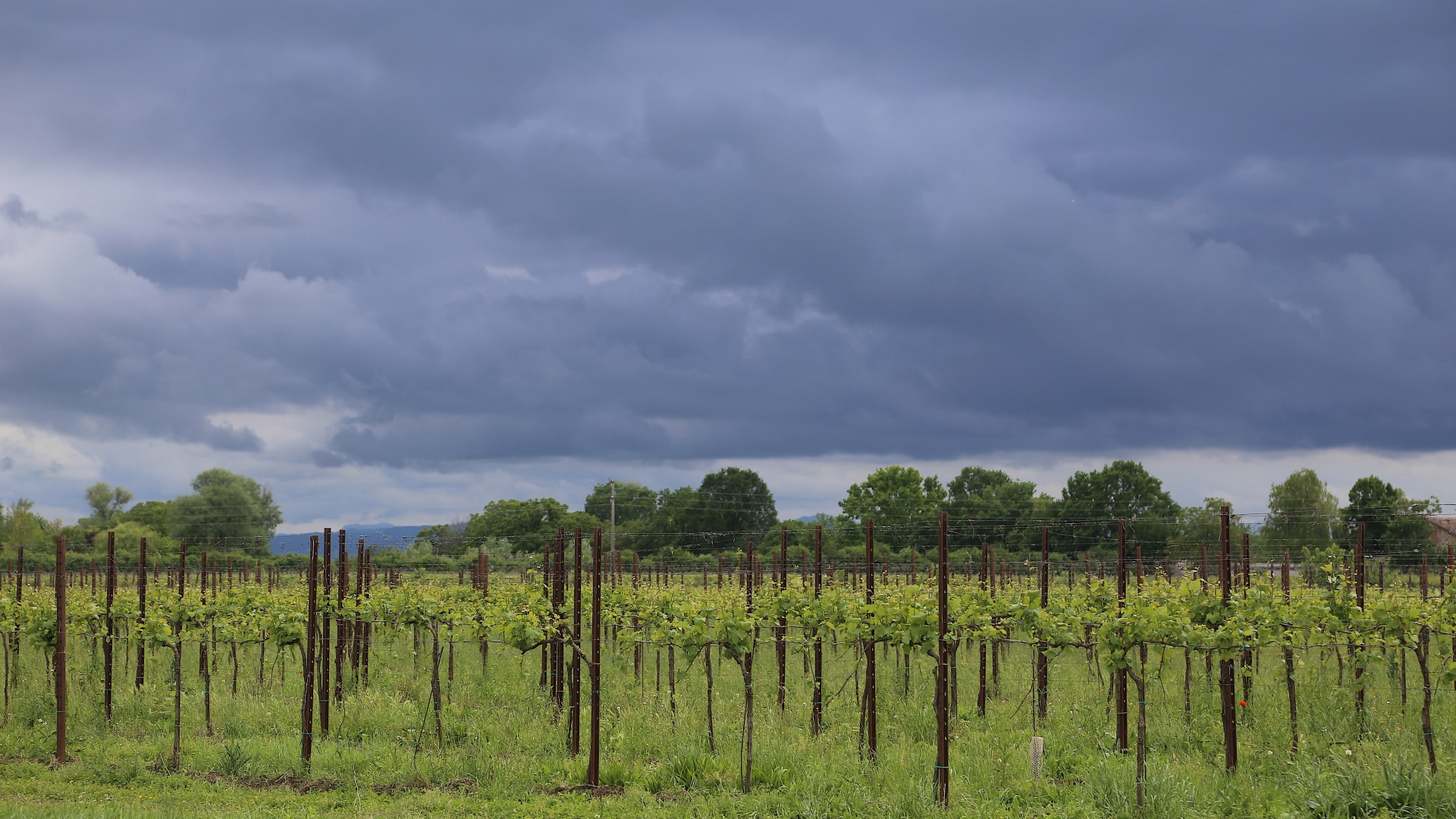 Una vigna dell'Acetaia