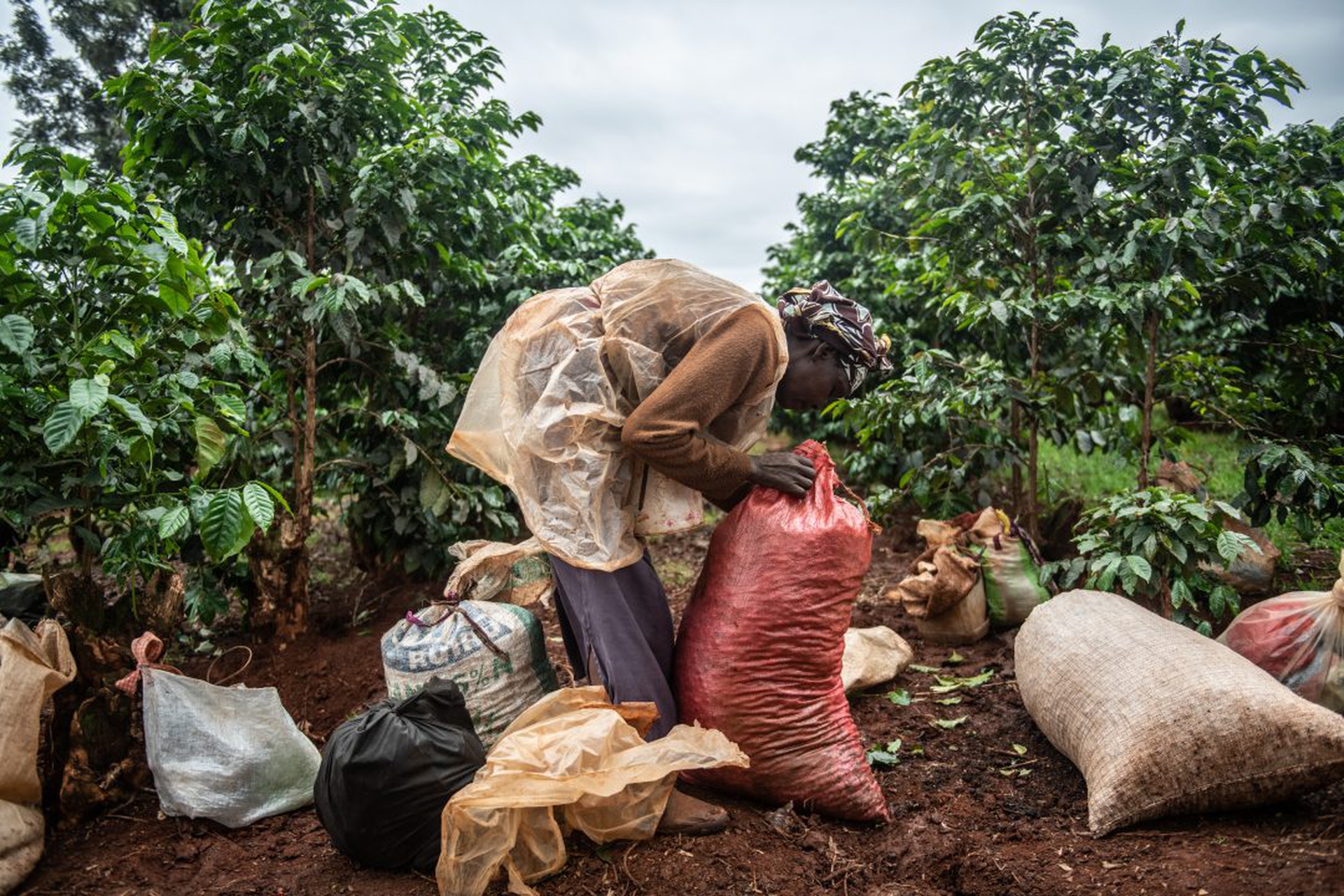 Kenya's Coffee Producers, Long Focused On Export, Grow A Coffee Culture At Home