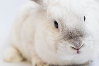 Il Messico ha vietato i test sugli animali per i prodotti cosmetici