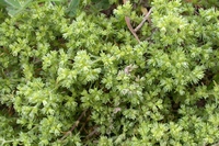 Scleranthus, i fiori di scleranto