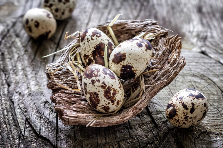 rock partridge eggs allergies