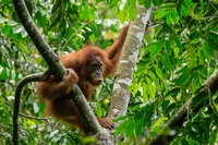 Gli oranghi di Sumatra sono il doppio di quanto pensassimo. Ma non sono al sicuro