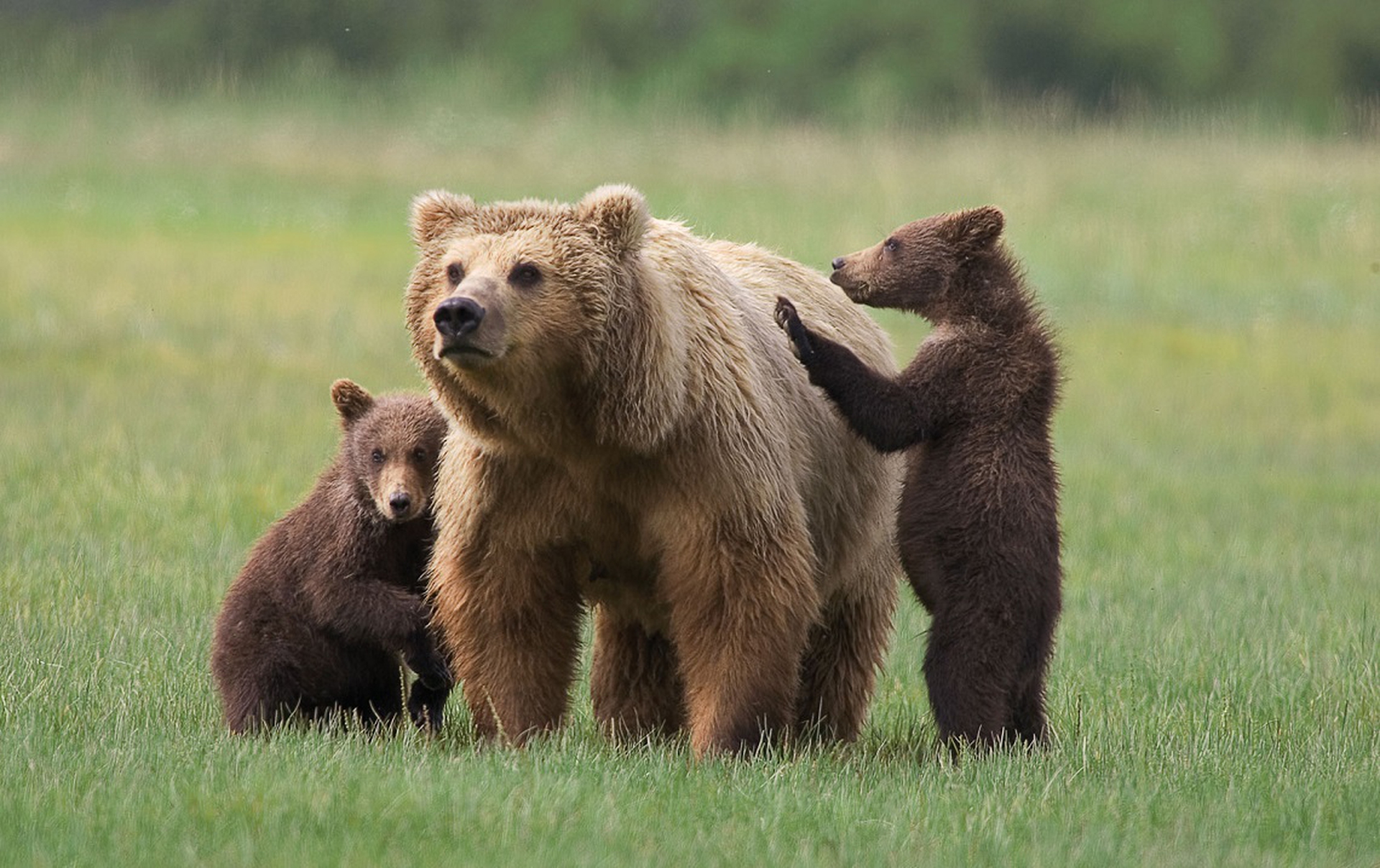 mamma-grizzly