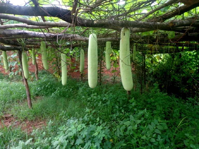 organic vegetable farm