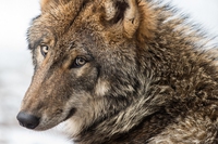 Norway plans to kill 47 of its remaining 68 wolves