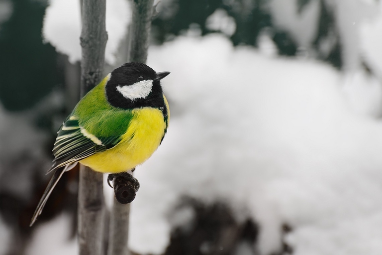 Cinciallegra davanti ad un giardino innevato