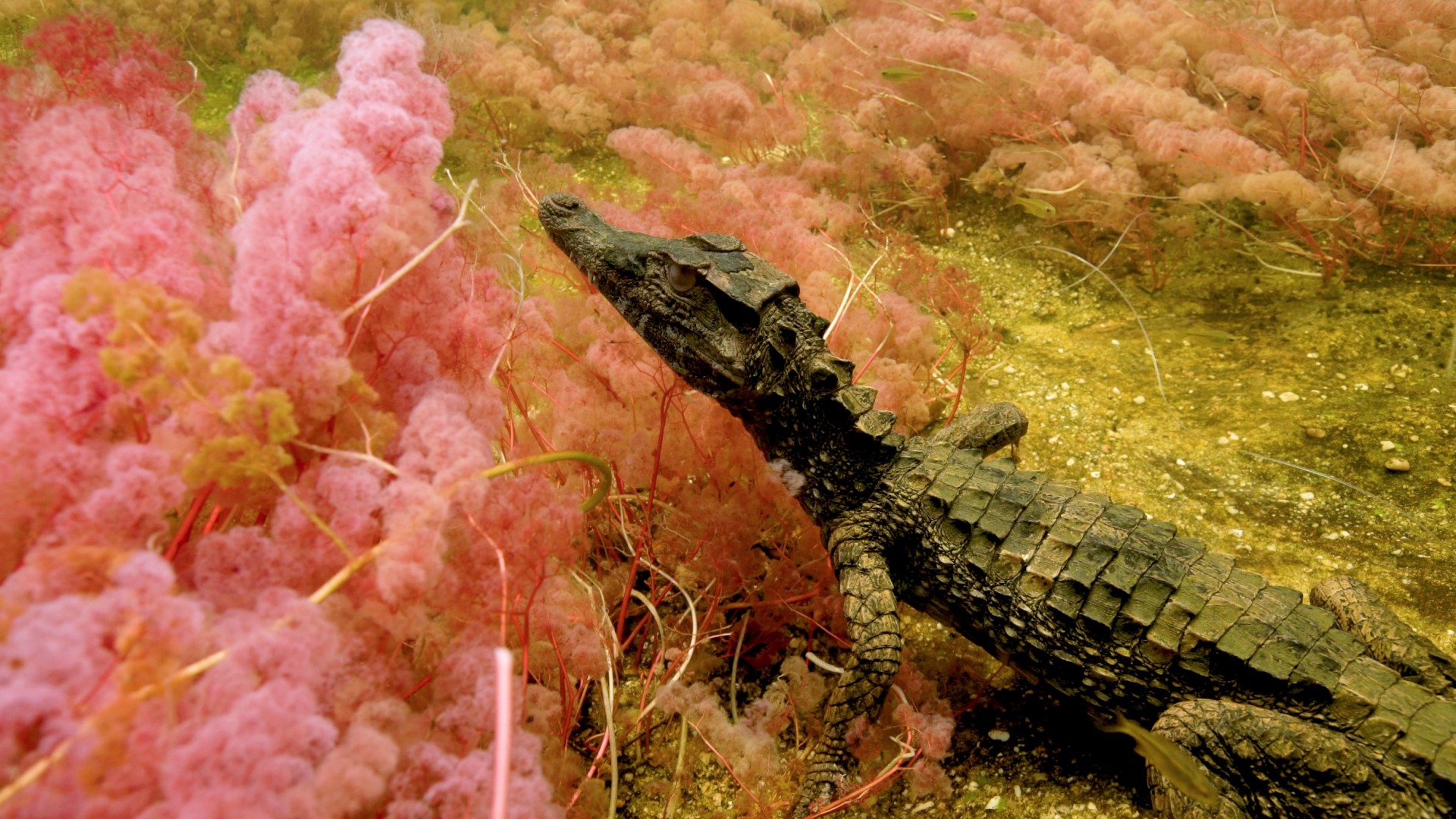 Caimano nano nell'habitat del Cano Cristales