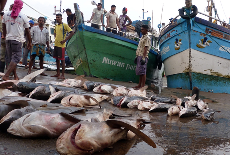 pesca-illegale