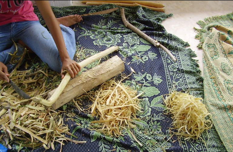 Lavorazione della corteccia di Pau d'arco