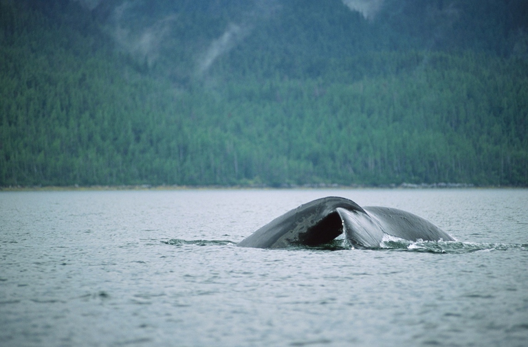 Balena mentre si inabissa