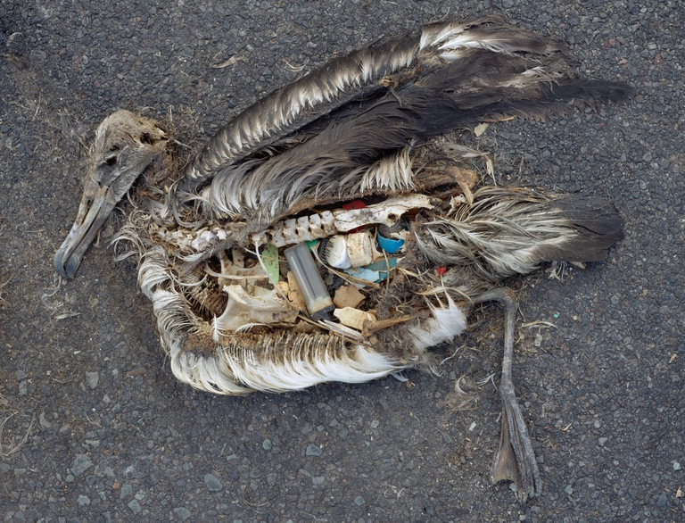 Un albatross pieno di plastica sull'isola di Midway, nel Pacifico