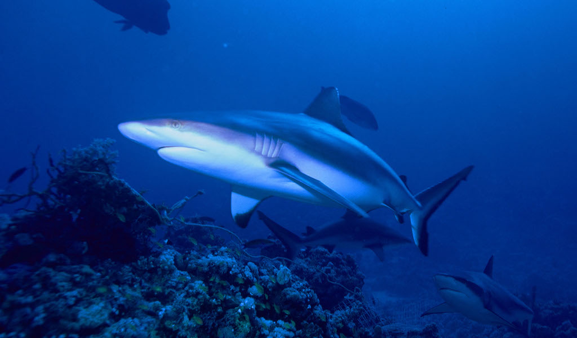 Squalo grigio del reef