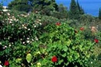 Convenzione sulla diversità biologica
