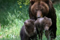 Patagonia protegge gli orsi spagnoli