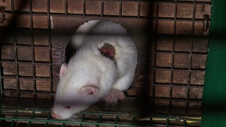 visone nella gabbia di un allevamento di visoni