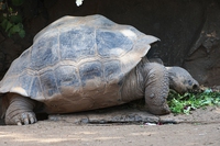 A volte ritornano, parliamo di specie Lazzaro