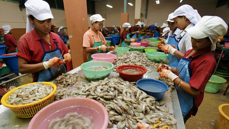 La più grande azienda nella distribuzione di gamberetti, la Charoen Pokphand (CP) Foods, che fornisce catene come Aldi, Carrefour, Costco, Tesco e Walmart compra farina di pesce per i suoi allevamenti. La CP Foods ha dovuto ammettere che gli schiavi sulle barche e negli stabilimenti di trasformazione sono una realtà negli ambienti dove si approvvigiona di scampi e gamberi.