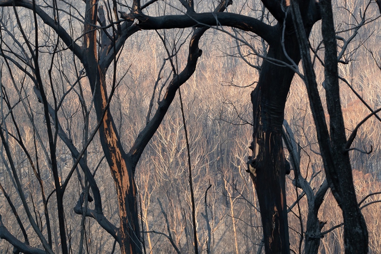 Alberi danneggiati dalle fiamme nella Kangaroo Valley, Australia