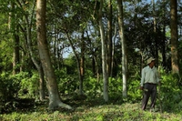 Jadav Payeng, detto Molai. Il ragazzo che ha creato una foresta