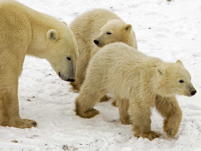 Mamma orsa con i suoi due cuccioli
