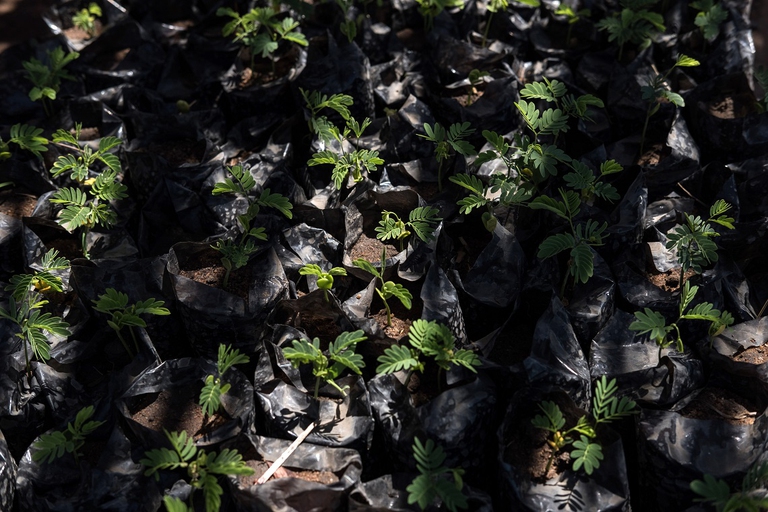 Piantine in una delle zone più colpite dalla siccità in Malawi