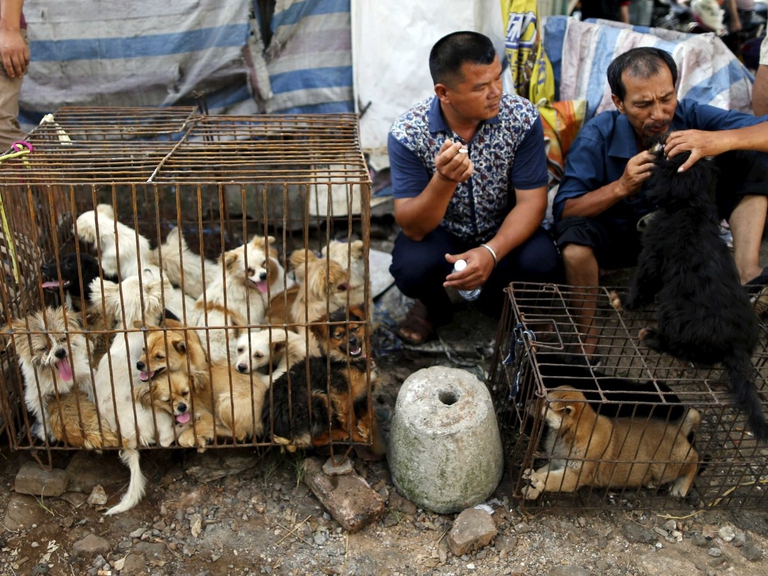 yulin-meat festival china