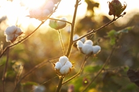 Moda e biodiversità sono più legate di quanto sembri