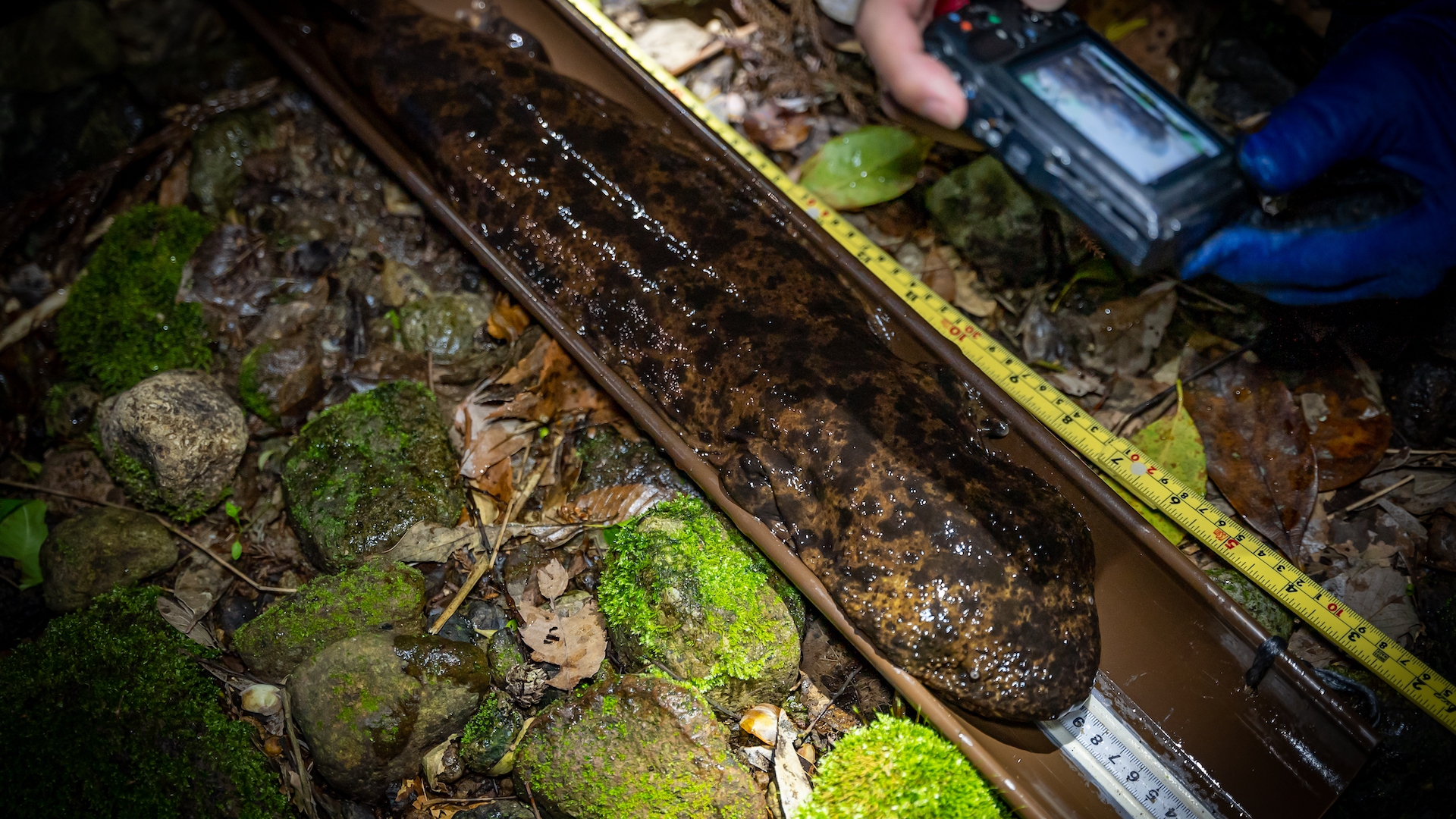 Japanese giant salamander being measured