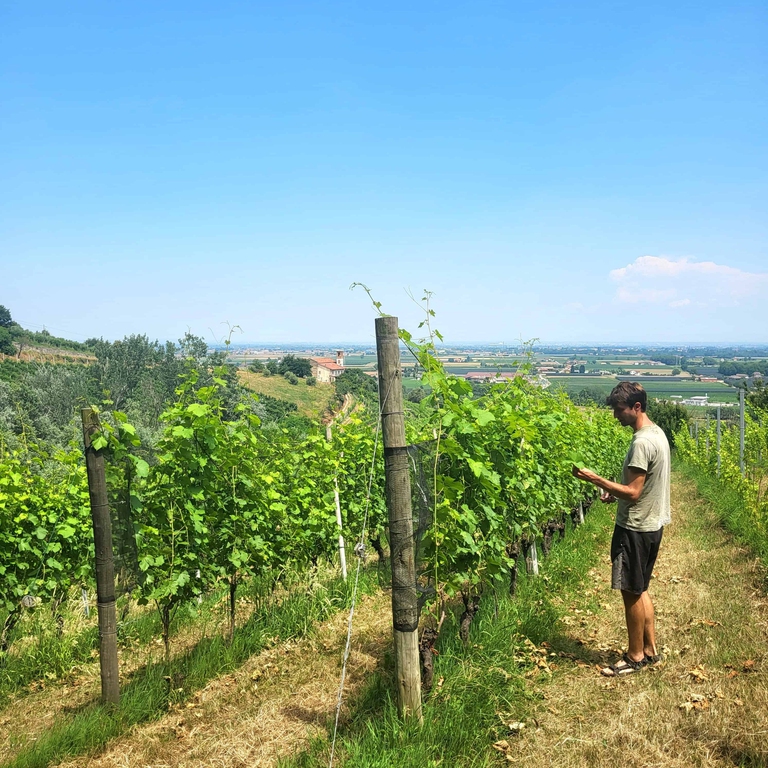 Livio Craveri nelle vigne dell'azienda Braccia Rese