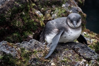 Galapagos. Senza turisti, pinguini e cormorani riconquistano il loro habitat
