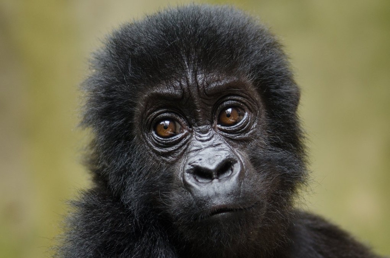 gorilla iucn