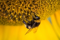 Nasce a Mantova il Bee Hotel, il primo albergo per le api in Italia