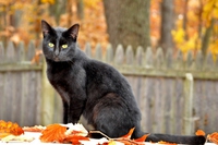 Le stranezze, i comportamenti e le curiosità sul gatto, questo sconosciuto