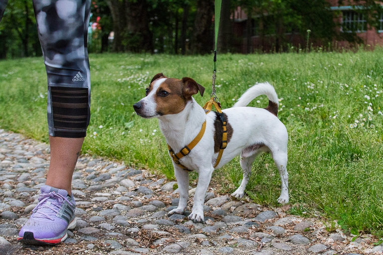 6 zampe, di corsa © Amanda Ronzoni