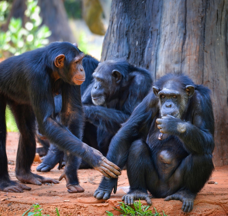Interazione tra scimpanzé in un parco nazionale