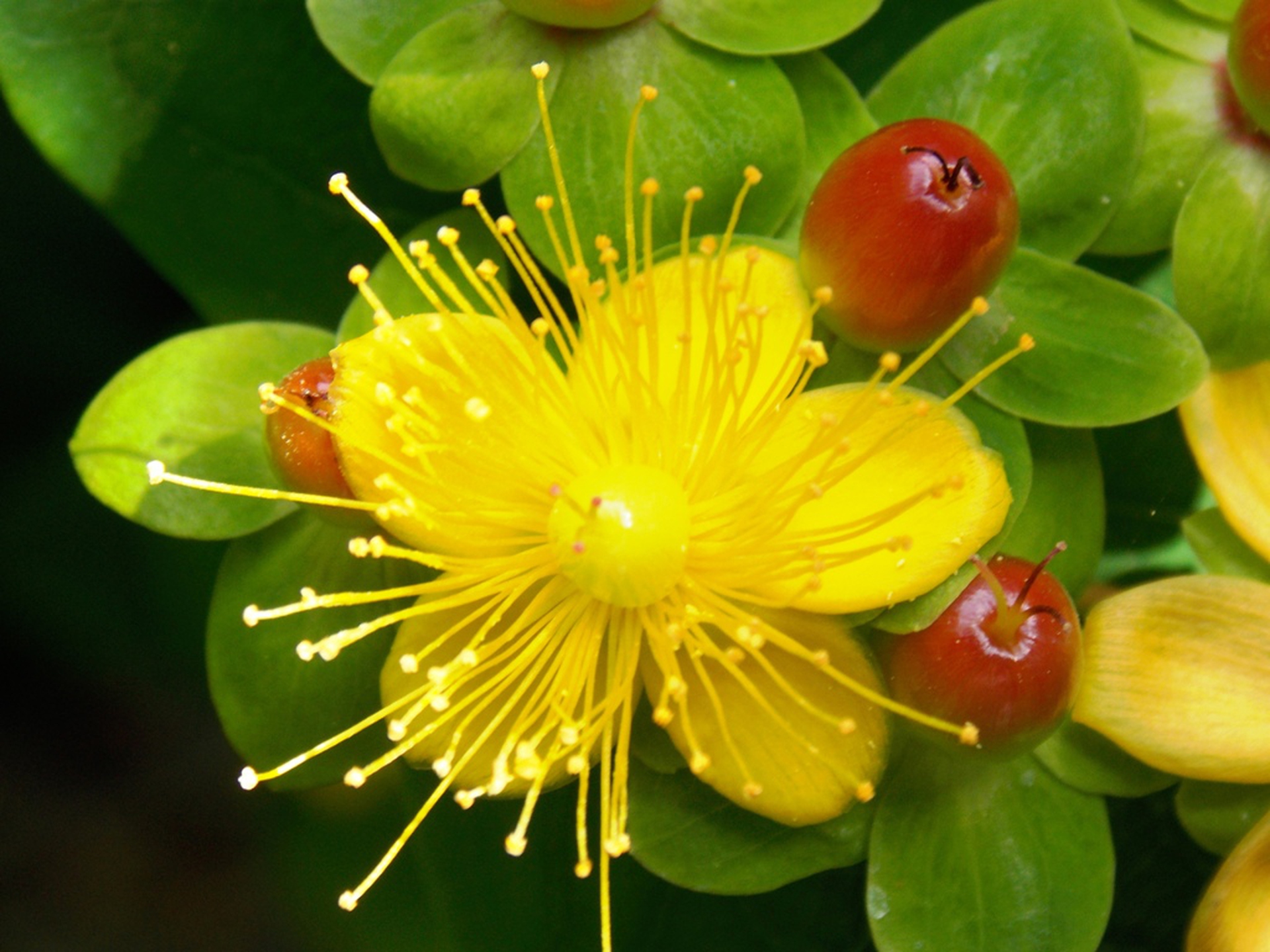Flower ready to be pollinated © Rocco Passafaro