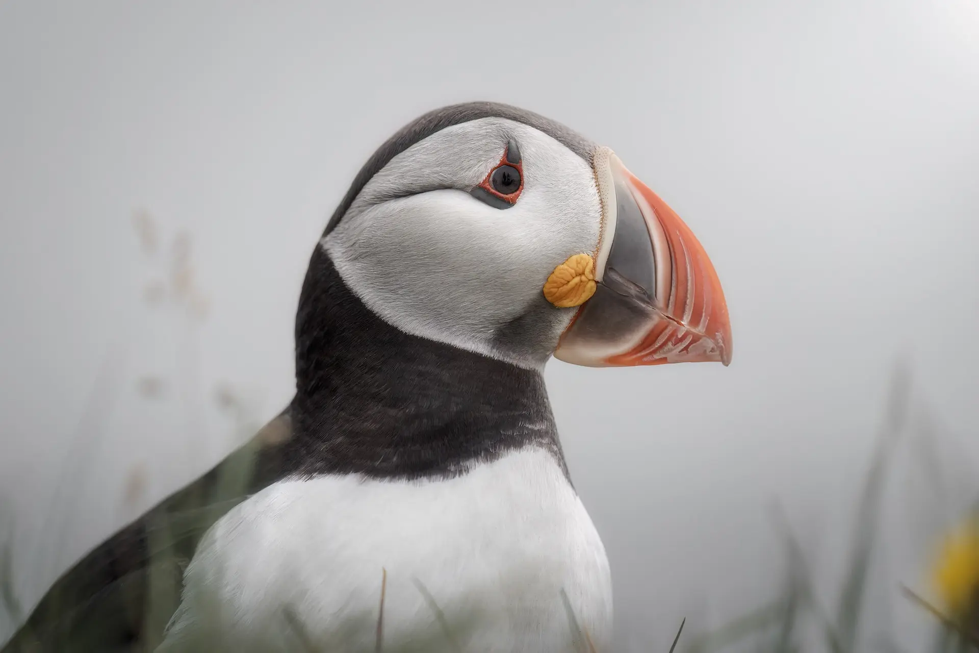 Puffin in Iceland