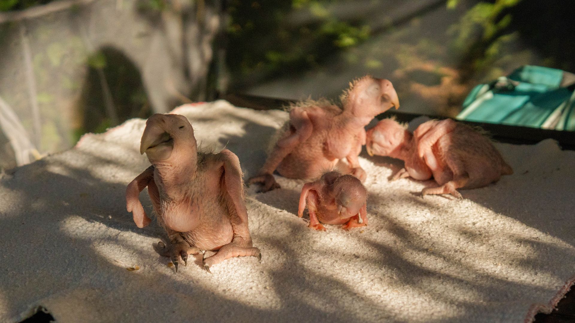 Pulcini ara dalle ali verdi