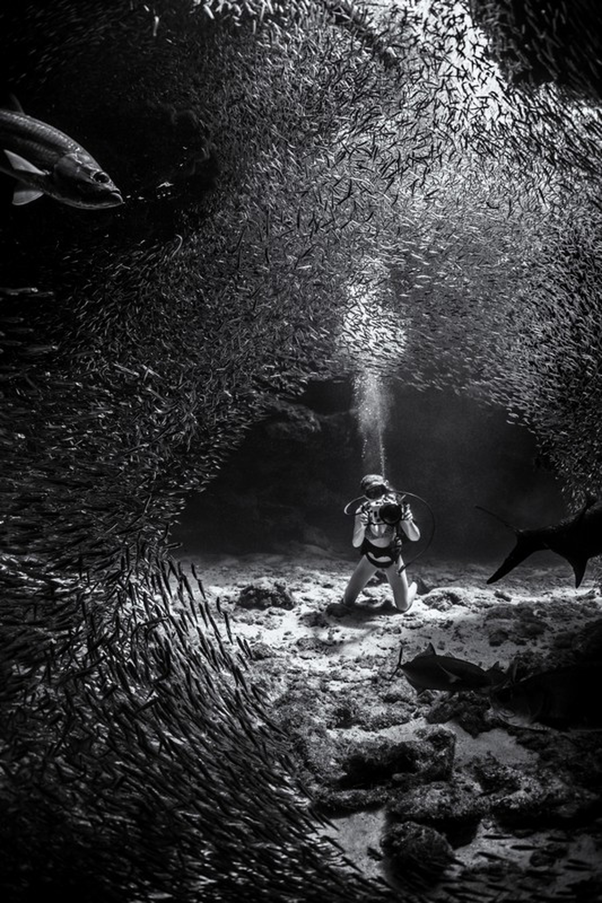Ken Kiefer, Underwater photographer of the year 2019