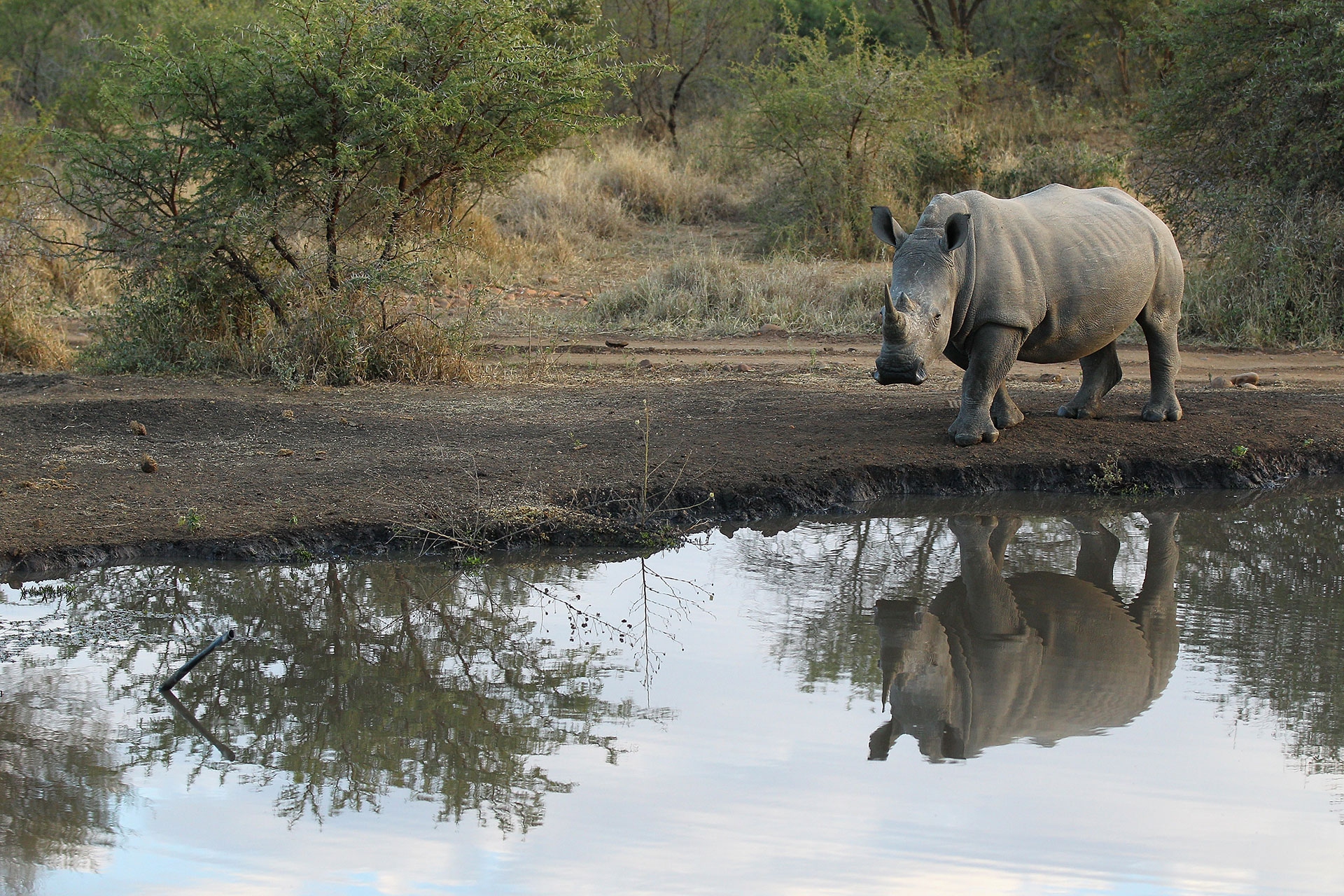 Black Rhino