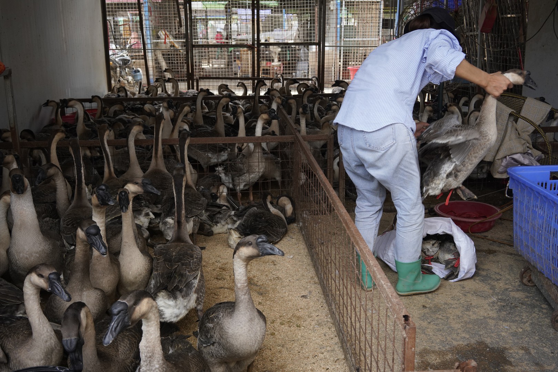 Un’immagine dai wet market in Cina