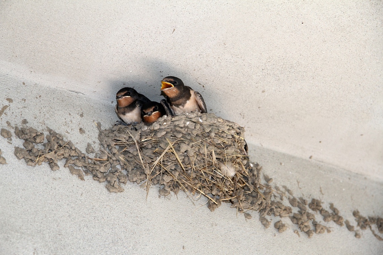 Pulcini di rondine dentro il nido