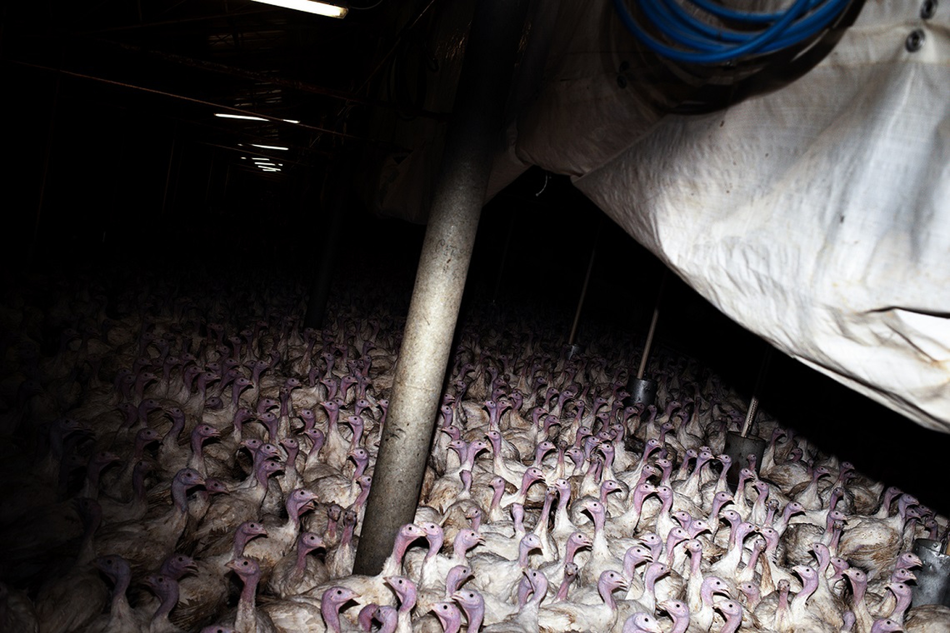 Interno di un capannone dove vengono allevati tacchini