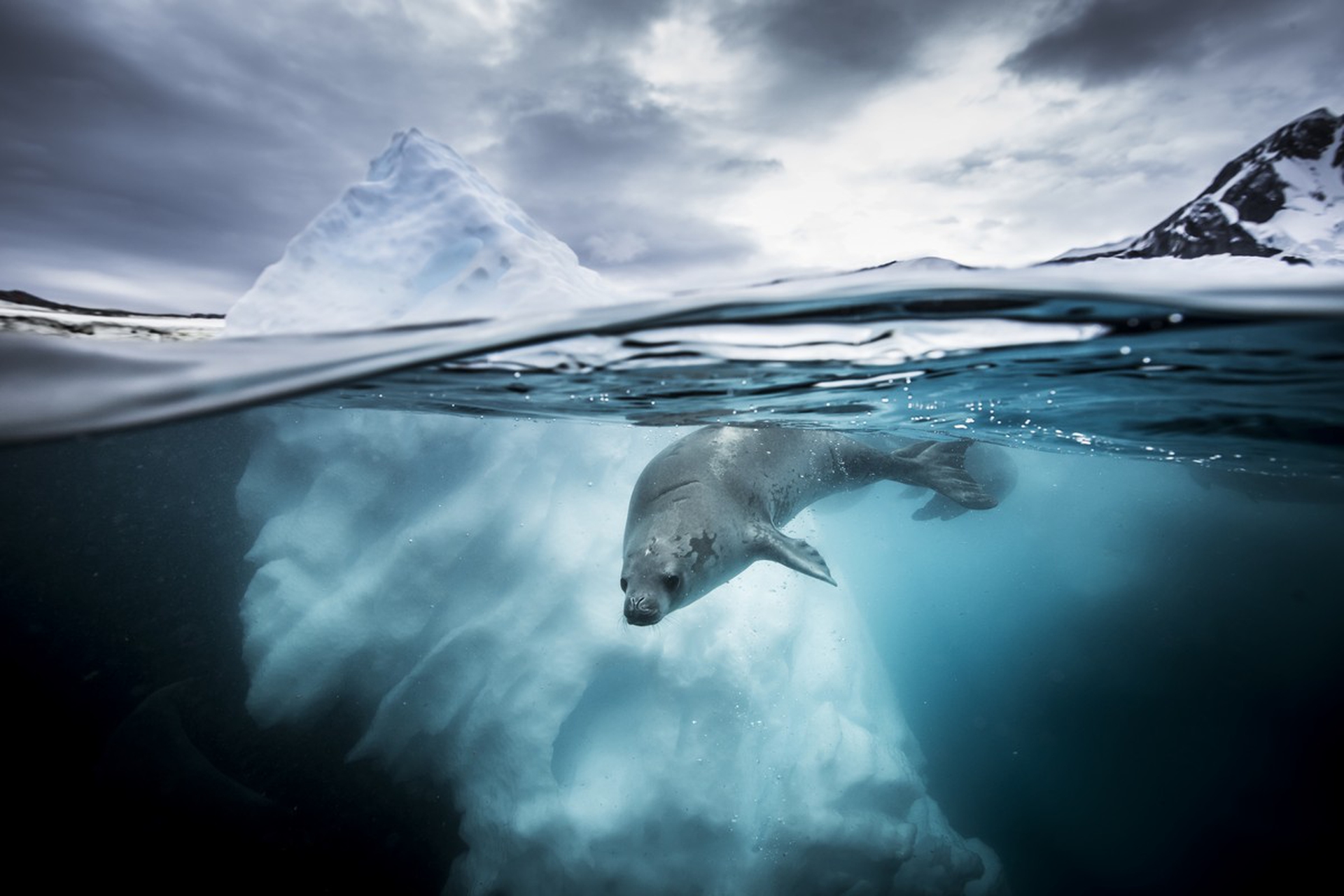 Jessica Farrer, Underwater photographer of the year 2019
