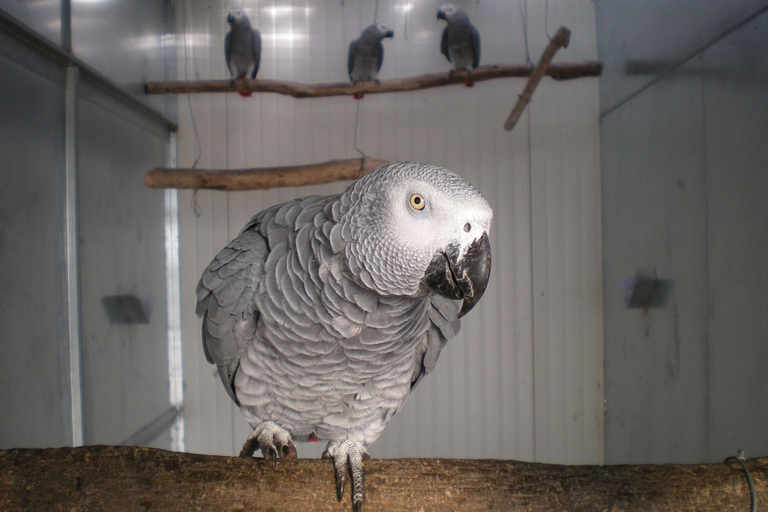 report Wwf specie in declino