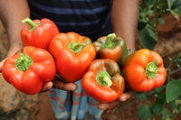 Peperoni, caratteristiche, digeribilità e uso in cucina